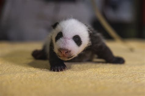 singapore zoo panda baby